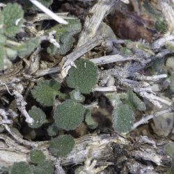 Teucrium rotundifolium subsp. rotundifolium