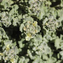 Teucrium rotundifolium subsp. rotundifolium