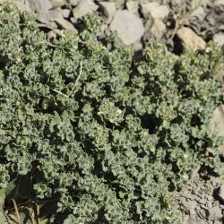 Teucrium rotundifolium subsp. rotundifolium