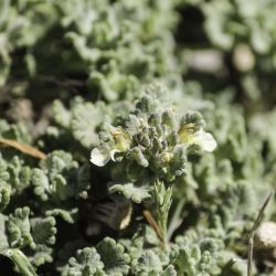 Teucrium rotundifolium subsp. rotundifolium