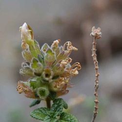 Teucrium rupestre