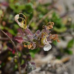 Teucrium rupestre