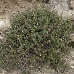 Teucrium takoumitense