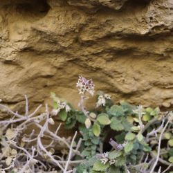 Teucrium takoumitense