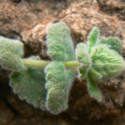 Teucrium tananicum