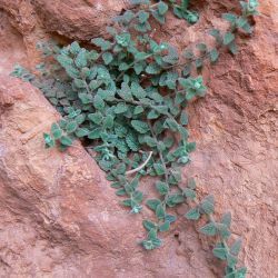 Teucrium tananicum