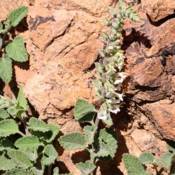 Teucrium werneri