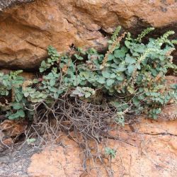 Teucrium werneri