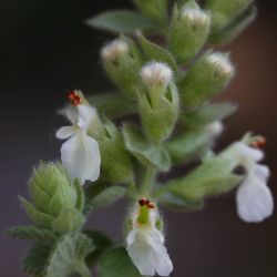 Teucrium werneri