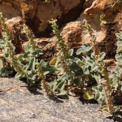Teucrium zaianum