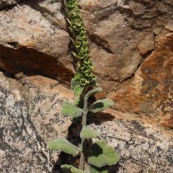 Teucrium zaianum