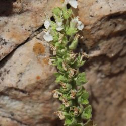 Teucrium zaianum