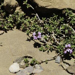 Thymus atlanticus