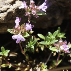 Thymus atlanticus