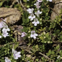 Thymus atlanticus