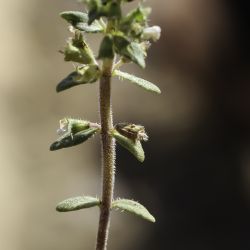 Thymus atlanticus