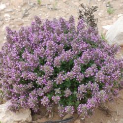 Thymus broussonnetii subsp. hannonis
