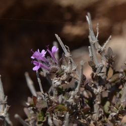 Thymus broussonnetii subsp. hannonis