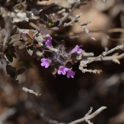 Thymus broussonnetii subsp. hannonis