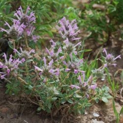 Thymus broussonnetii subsp. hannonis