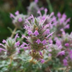 Lamiaceae