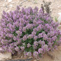 Thymus broussonnetii subsp. hannonis