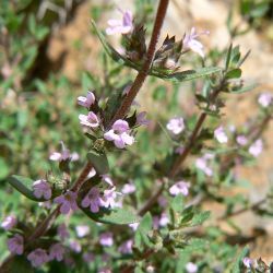 Thymus leptobotrys