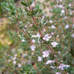 Thymus leptobotrys