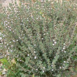 Thymus leptobotrys