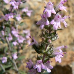 Thymus leptobotrys