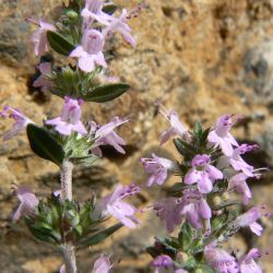 Thymus leptobotrys