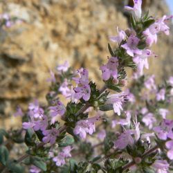 Thymus leptobotrys