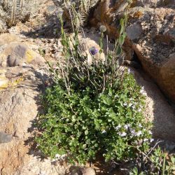 Thymus maroccanus subsp. rhombicus