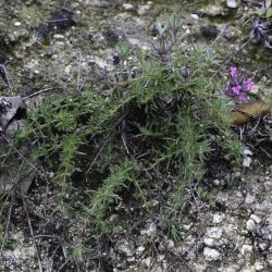 Thymus munbyanus