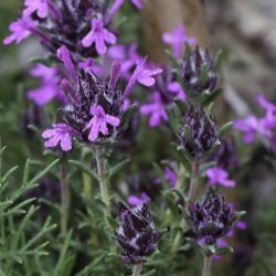 Thymus munbyanus