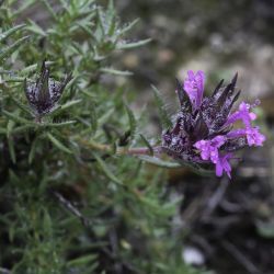 Thymus munbyanus