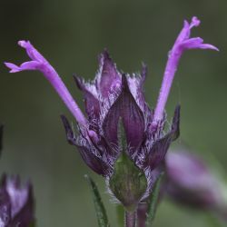 Thymus munbyanus