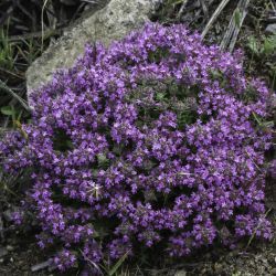 Thymus munbyanus
