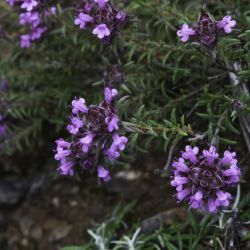 Thymus munbyanus