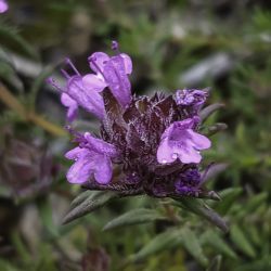 Thymus munbyanus