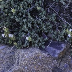 Thymus pallidus subsp. eriodontus