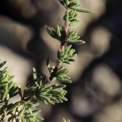 Thymus pallidus subsp. eriodontus