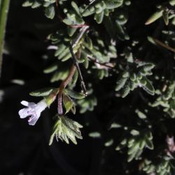 Thymus pallidus subsp. eriodontus