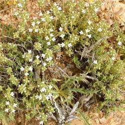 Thymus pallidus subsp. pallidus