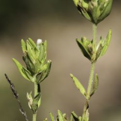 Thymus pallidus subsp. pallidus