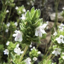 Thymus pallidus subsp. pallidus