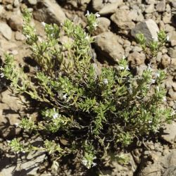 Thymus pallidus subsp. pallidus