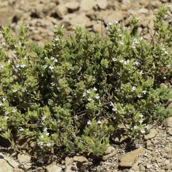 Thymus pallidus subsp. pallidus