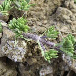 Thymus riatarum