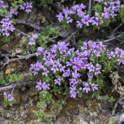 Thymus riatarum